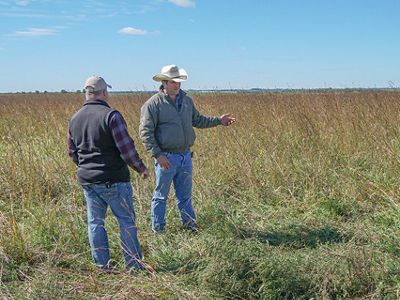 Two men standing in a field of native grasses having a conversation.