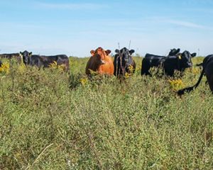 A small group of cattle in a grassy field.