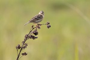 A grasshopper sparrow standing on a branch.