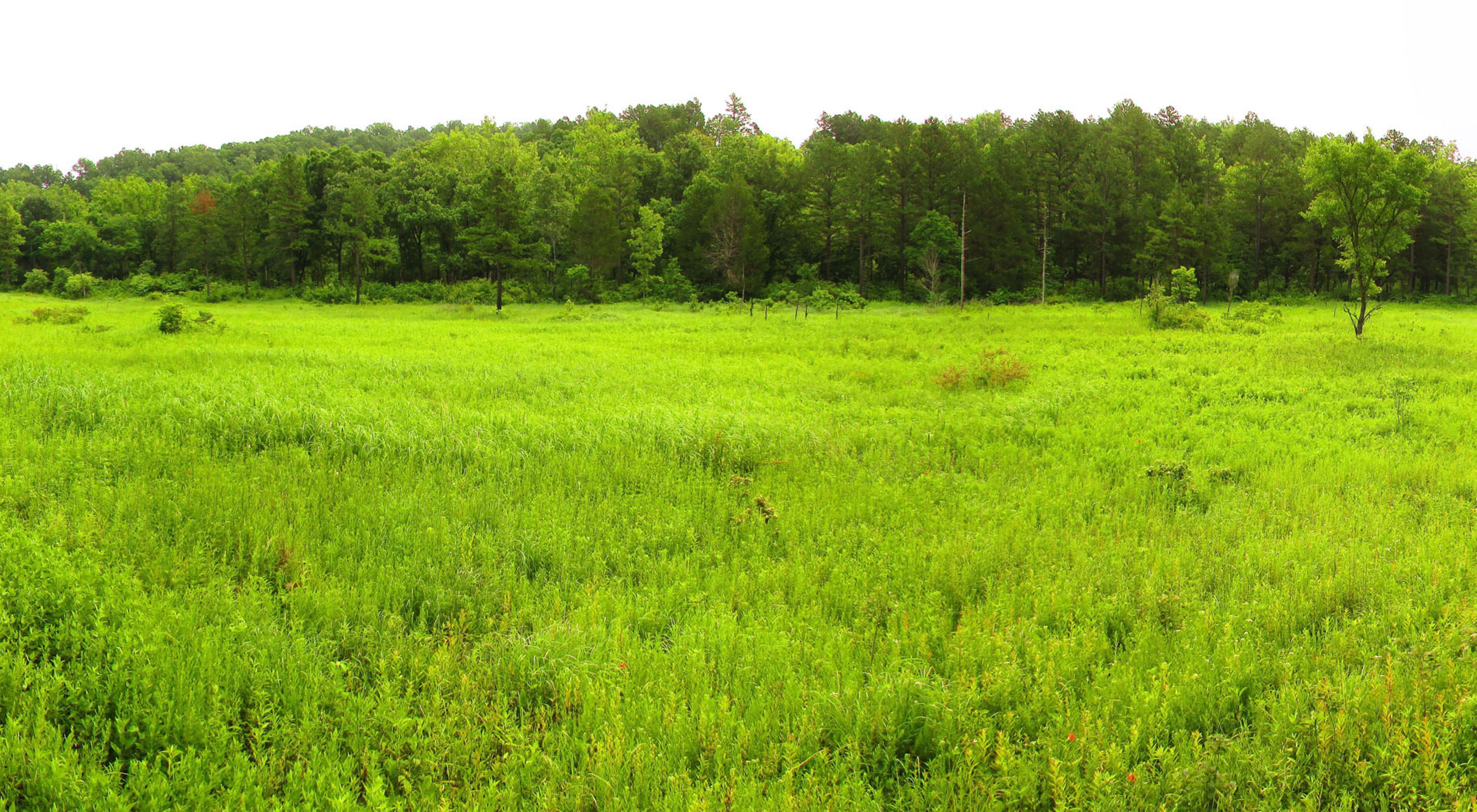 Panorama of the Missouri preserve Grasshopper Hollow