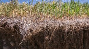 Roots growing into soil at eye level.