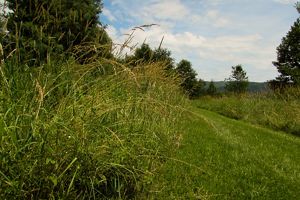 A meadow surrounds a green grassy path created by a mower.