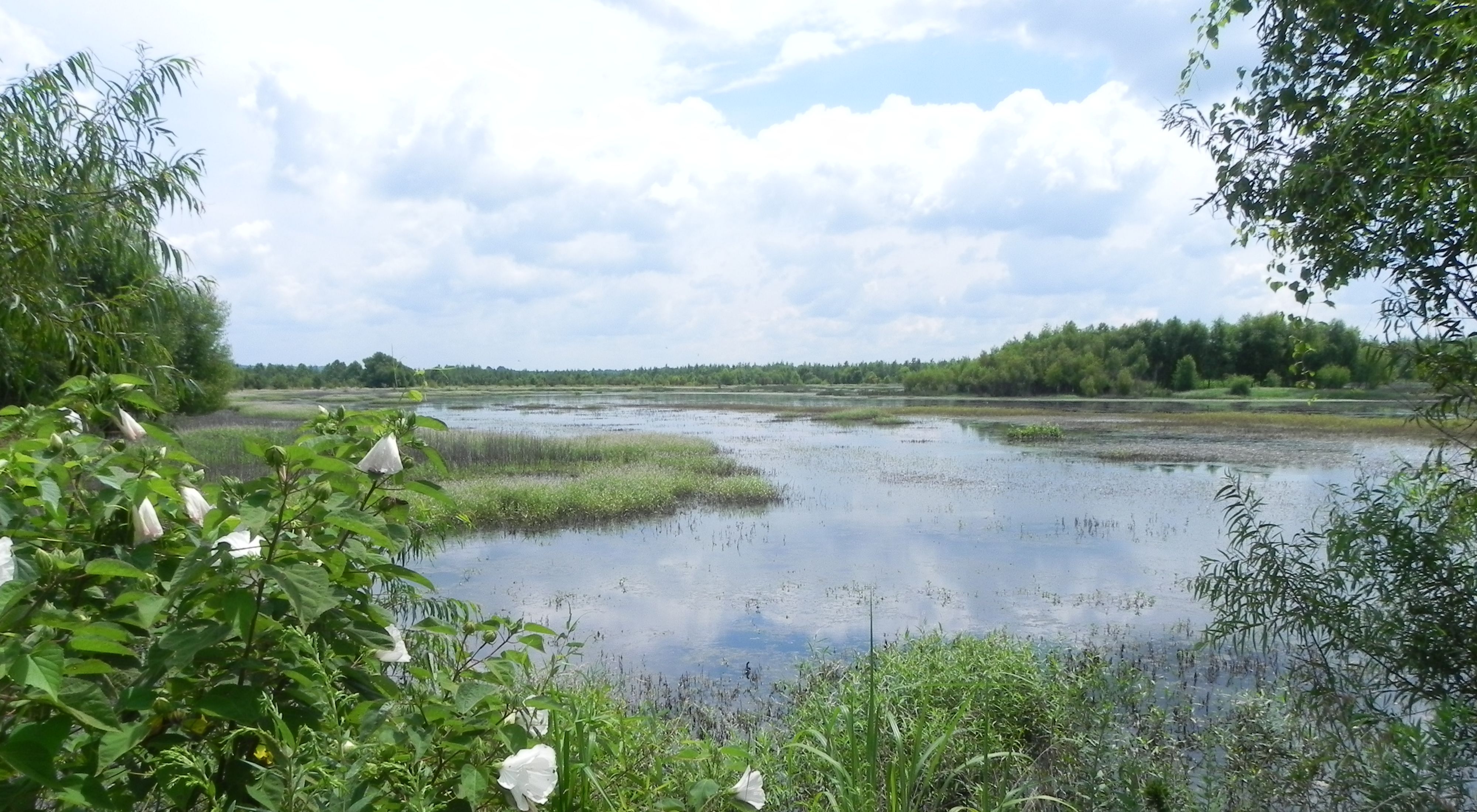 Grassy Slough in the Cache River wetlands. 