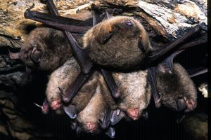 Cluster of sleeping gray bats.