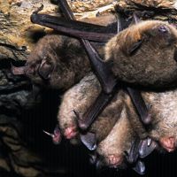Several furry gray bats hang from a rock.