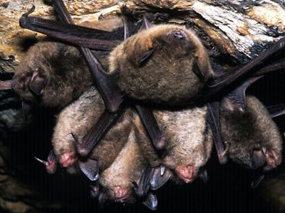 Gray bats assemble in a cave.