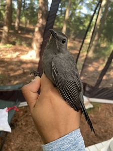 A small brown bird rests on a hand and looks into the camera.