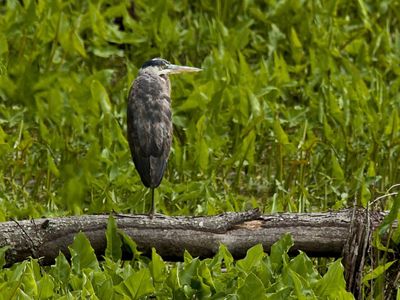 A Great Blue Heron bird stands on a log with its wings closed around it. The log is surrounded by thick green vegetation.