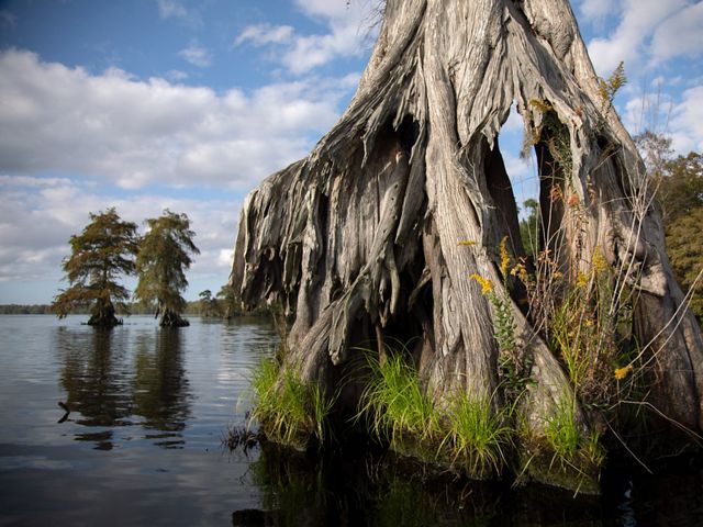 Close up view of pale gray cypress tree knees in the brown water of Lake Drummond. 