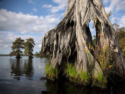 The knobby knees of a cypress tree rise out of the dark tannin stained waters of Lake Drummond.