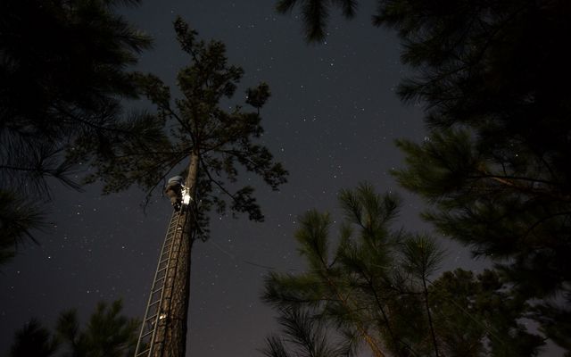 A man stands at the top of a tall ladder that stretches to the top of a longleaf pine tree. His headlamp creates a bright pool of light in the night. The dark sky is scattered with stars.