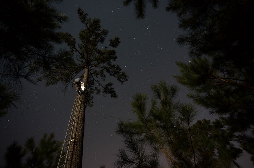 A man stands at the top of a tall ladder that stretches to the top of a longleaf pine tree. His headlamp creates a bright pool of light in the night. The dark sky is scattered with stars.