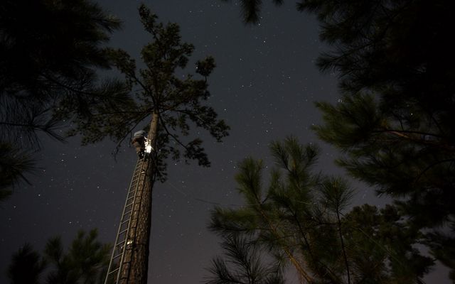 A man standing on a tall ladder uses a headlamp to light a nest cavity in a pine tree. The dark night sky is full of stars.