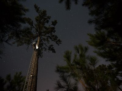 A man standing on a tall ladder uses a headlamp to light a nest cavity in a pine tree. The dark night sky is full of stars.