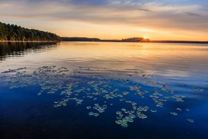 View of Great Quitticas Pond at sunrise, turning the surface of the pond golden. 