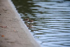 Two sandpipers standing at the edge of the sand and water of Great Quitticas Pond.