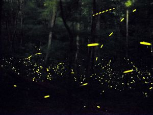 The yellow lights of fireflies illuminate a dark sky.