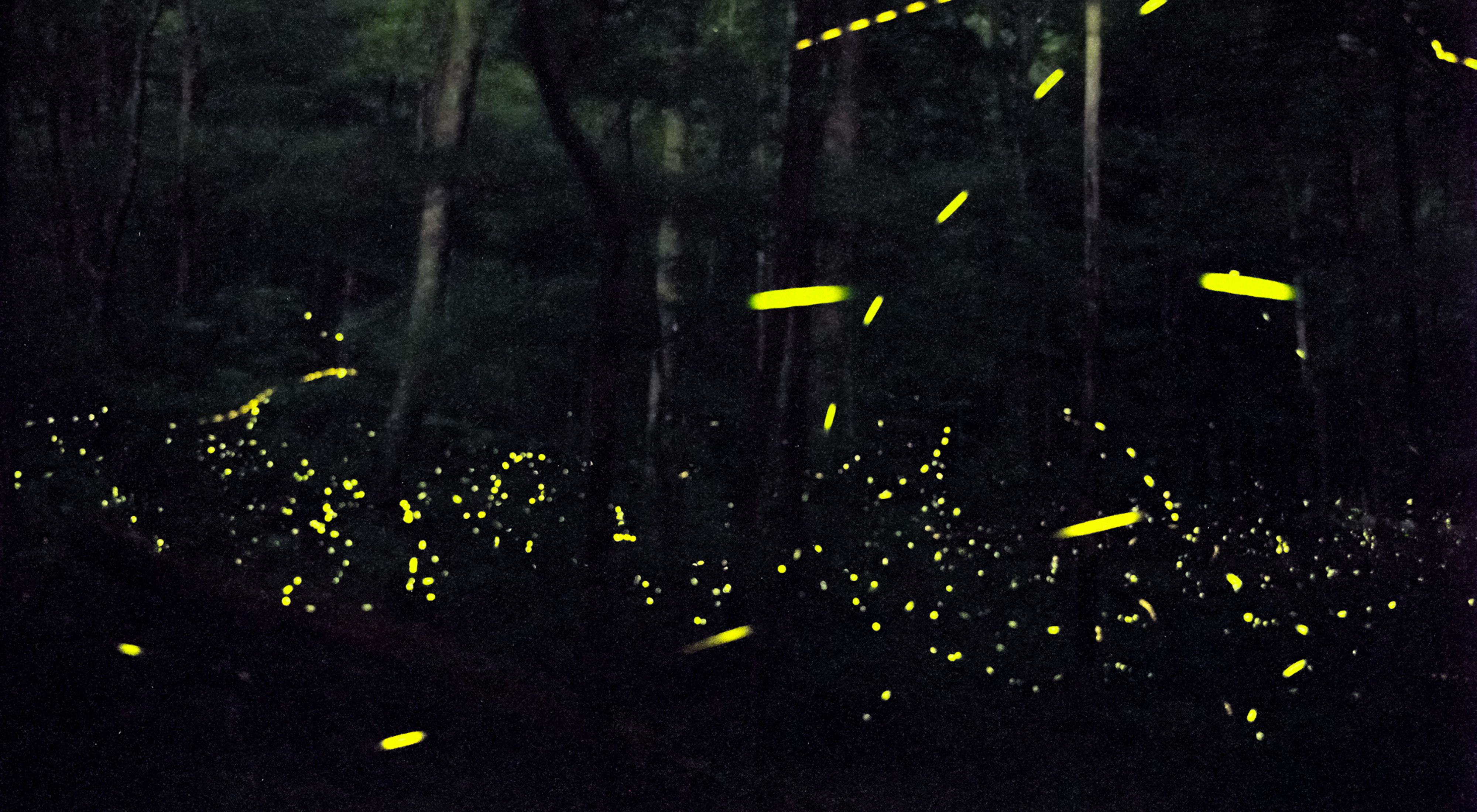 Bright yellow signifies fireflies lighting up a dark forest. 