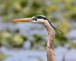Close-up of head and neck of great blue heron.