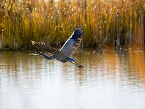 A great blue heron flies low over a body of water.