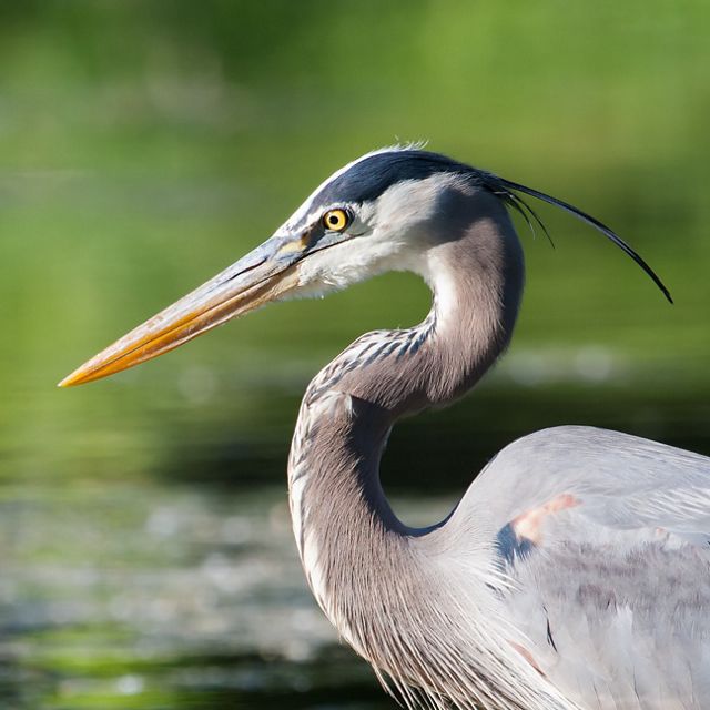 A great blue heron is standing in a body of water.