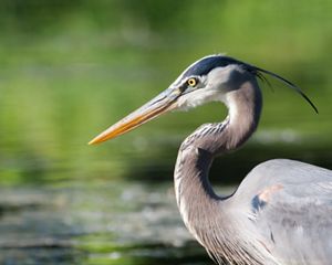 A great blue heron is standing in a body of water.