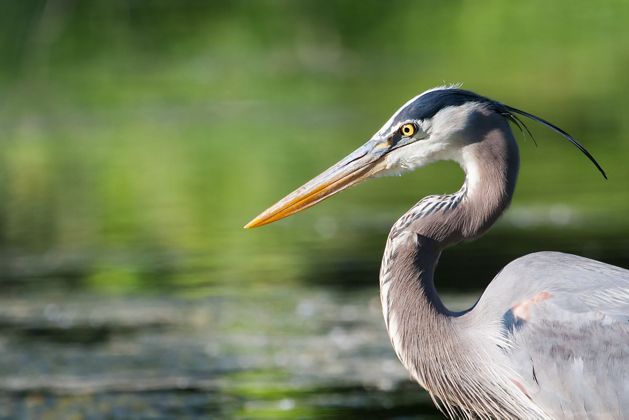 A close up shot of the head of a great blue heron looking to the left.