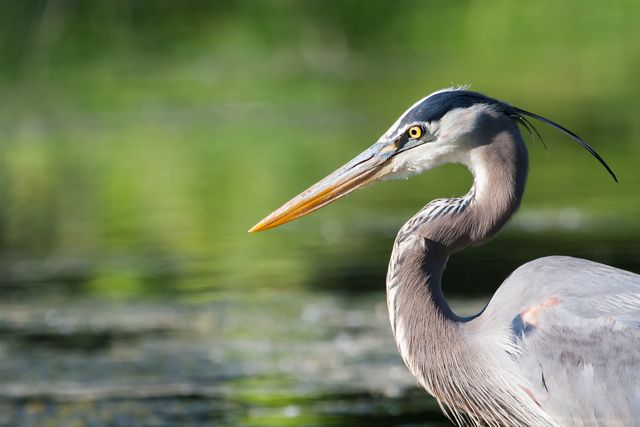 Johnsonburg Swamp Preserve | The Nature Conservancy in New Jersey