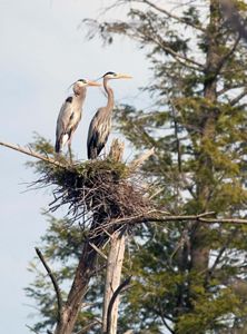 Two great blue herons standing on a nest in a tree.