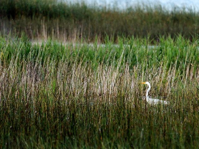 A white shorebird stalks among a green wetland. 