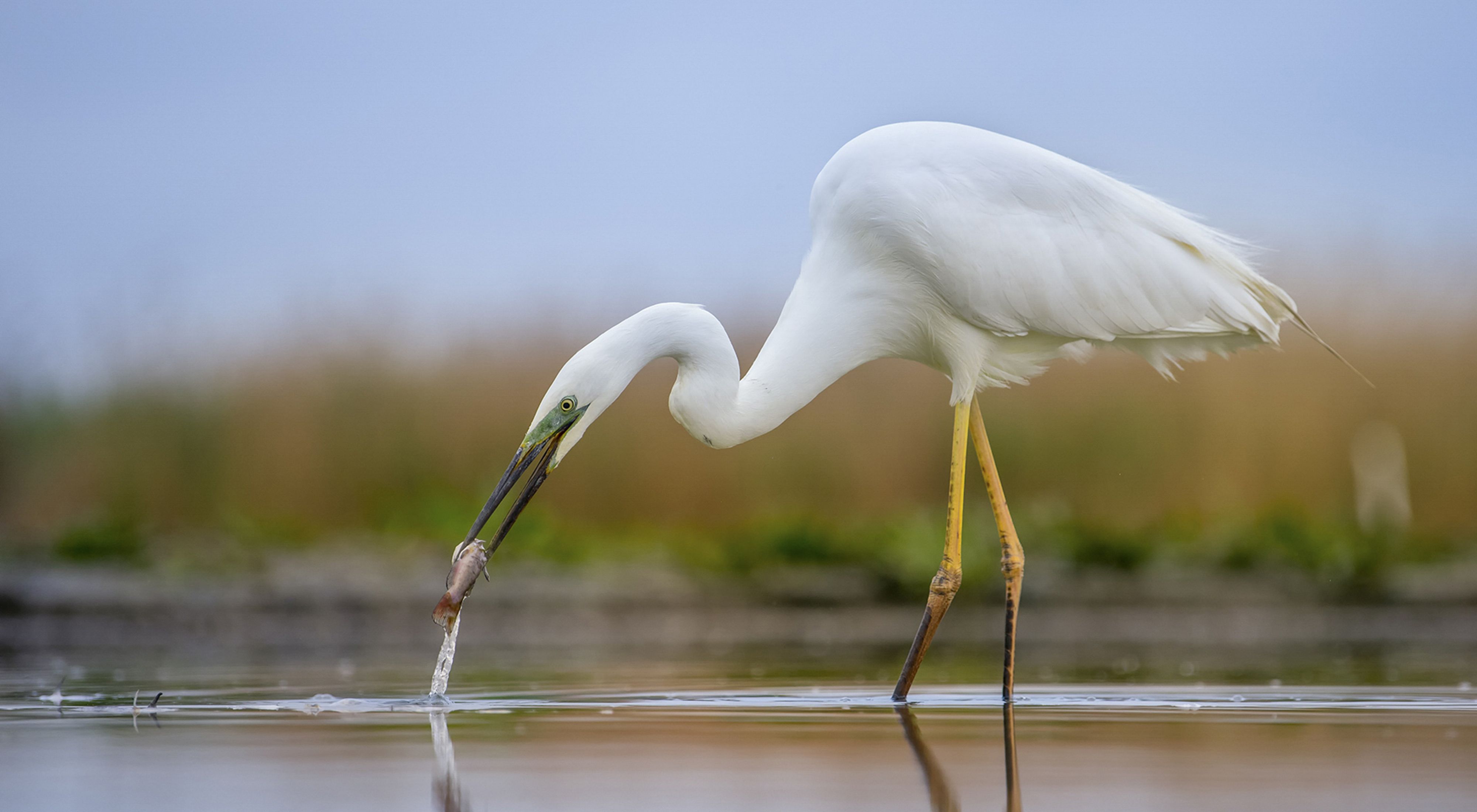 A great egret is fishing in a freshwater pond. 