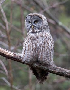A great gray owl sitting in a tree.