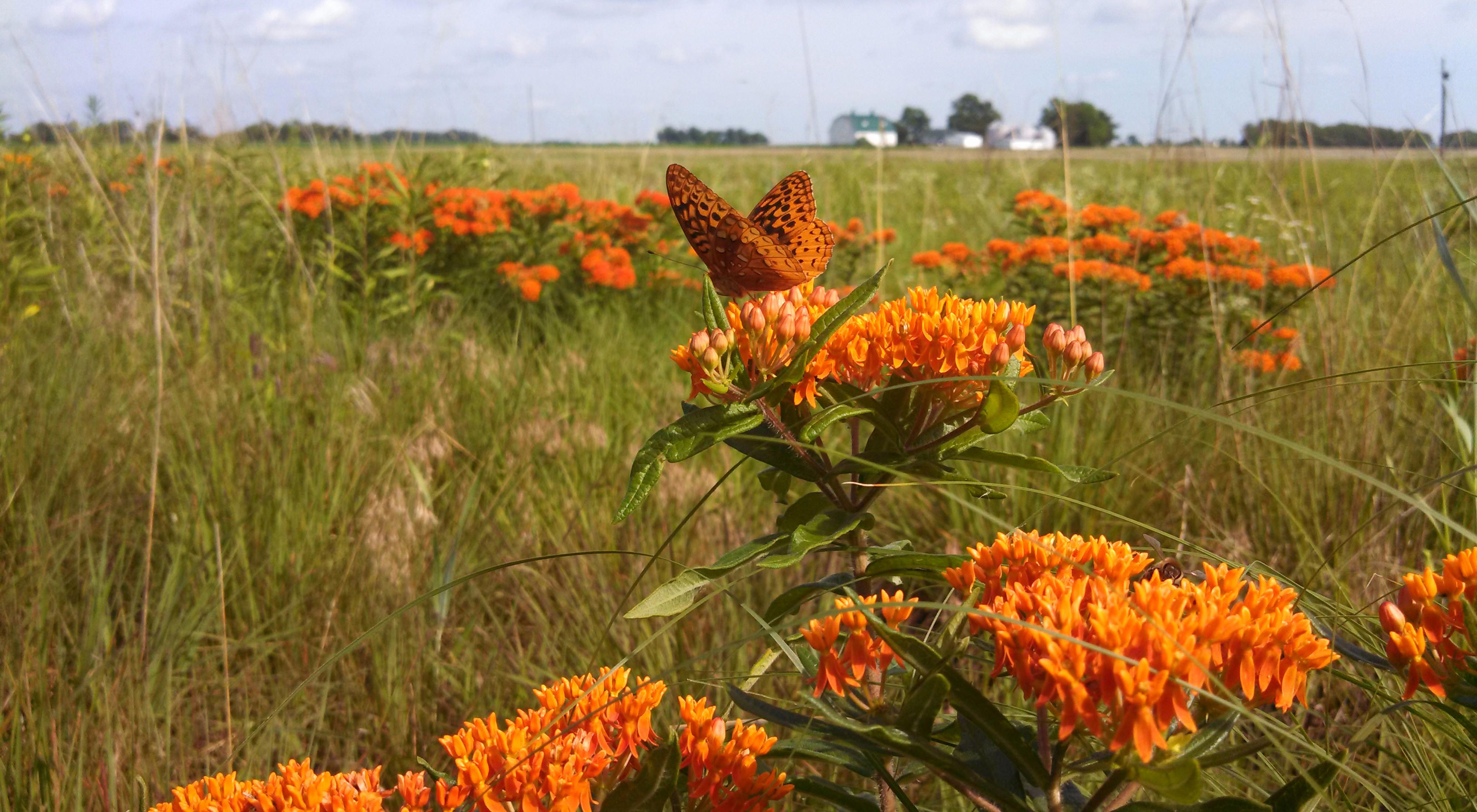 Great spangled fritillary on butterfly weed at Holley Savanna.