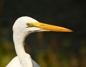 A close up of a great egret.