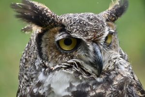 Great Horned Owl