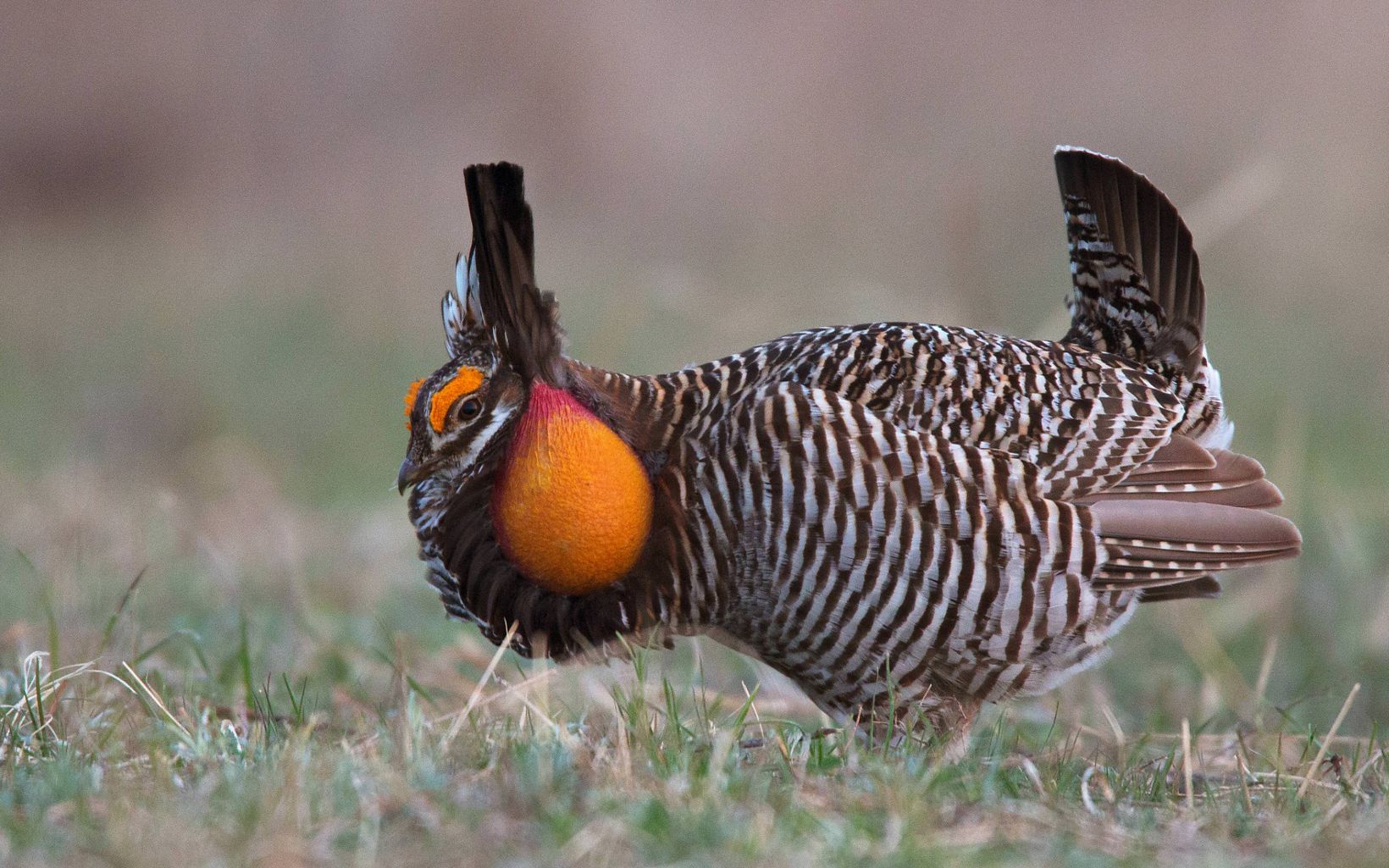 
                
                  Greater Prairie Chicken Booming and dancing during a mating ritual in the wide open spaces of the prairie.
                  © Harvey Payne/TNC
                
              