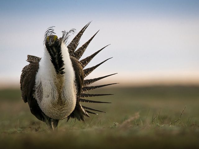 Closeup of a greater sage-grouse standing on a vast grassland plain.