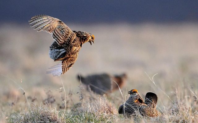 Two greater prairie chickens in a courtship battle in grasslands. One is in the air with his head turned towards the other, beak open. The other is on the ground.