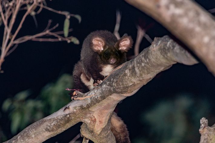 A furry brown animal walks along a tree branch.