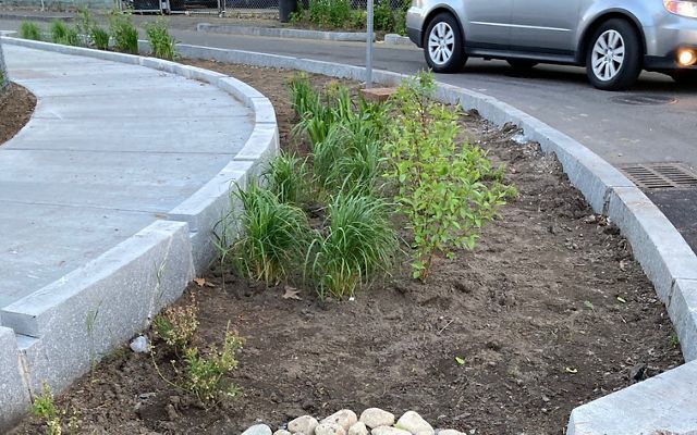 A strip containing dirt, rocks and plants runs between a roadway and a sidewalk. 