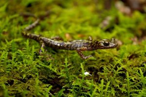 Closeup of a small, brown salamander crawling on a mossy log.