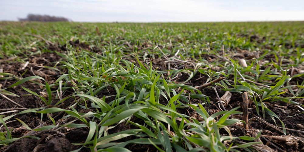 Ground view of crops growing in a field in the Saginaw Valley.