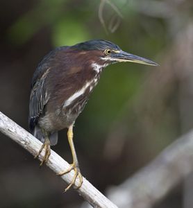 North cheap jersey birds