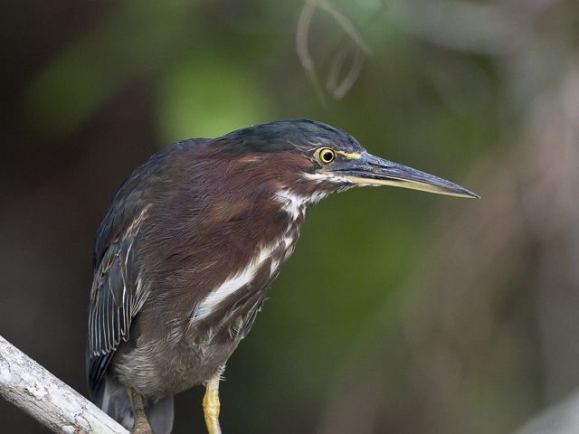 An adult green heron is perched on a tree branch. 