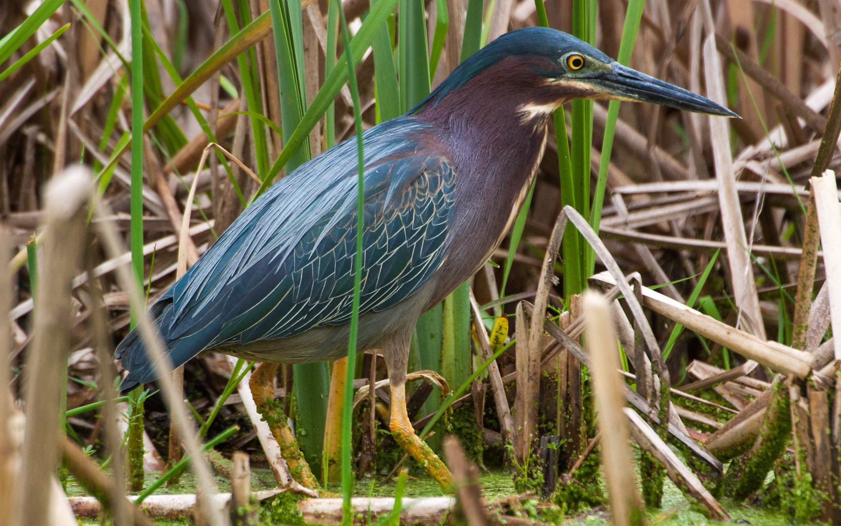 Green Heron Green herons stand motionless at the water's edge when they hunt for fish and amphibians.  © Steve S. Meyer