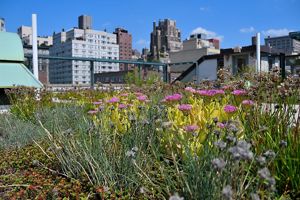Building outdoor classrooms in NYC