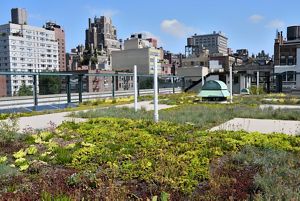 Green roof garden.
