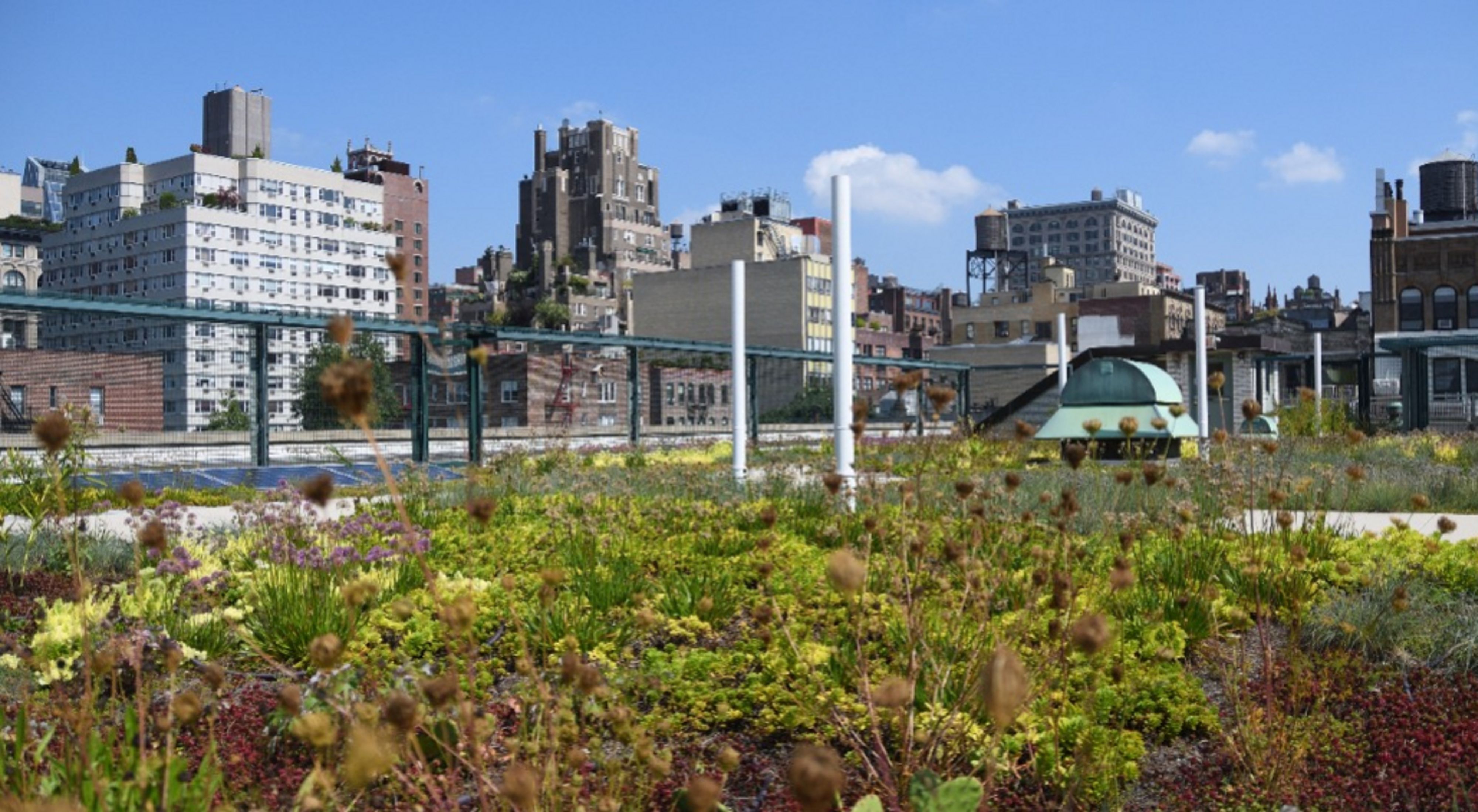 Picture of NYC landscape with greenery on a roof.