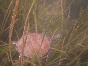 Underwater view of a brown turtle swimming through seag