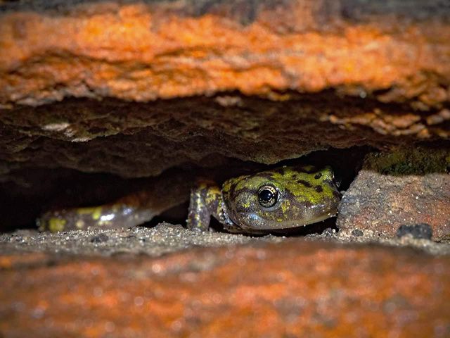 The head of a salamander peeks out from between two orange rocks.